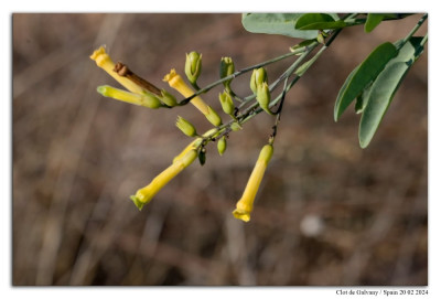 Nicotiana glauca 240220-04 kopie.jpg