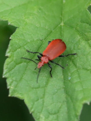 IMG_2815-2 Roodkopvuurkever (Pyrochroa serraticornis).JPG