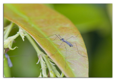 Gnophomyia spec 240526-12 kopie.jpg