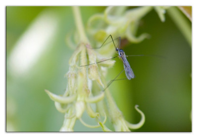 Gnophomyia spec 240526-14 kopie.jpg