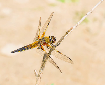 ALB_2636-   Dragonflies Of The World.JPG