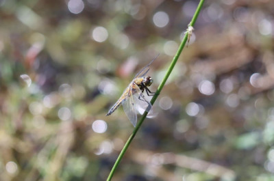 IMG_2414-2 Viervlek (Libellula quadrimaculata).JPG