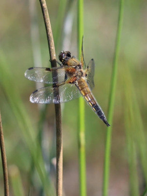 IMG_2437-2 Viervlek (Libellula quadrimaculata) man.JPG