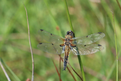 IMG_2447-2 Viervlek (Libellula quadrimaculata) vrouw.JPG