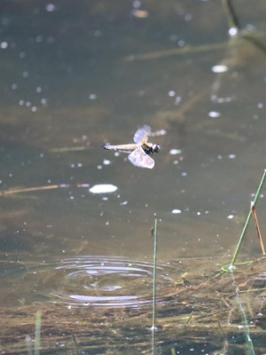 IMG_2464-2 Viervlek (Libellula quadrimaculata) vrouw ei-afzettend.JPG