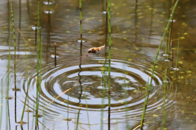 IMG_2558-2 Viervlek (Libellula quadrimaculata) vrouw ei-afzettend.JPG