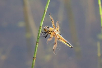 IMG_2574-2 Viervlek (Libellula quadrimaculata).JPG