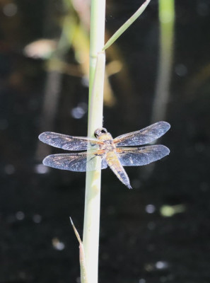 IMG_2748-2 Viervlek (Libellula quadrimaculata) man.JPG