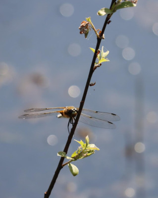 IMG_3507-2 Viervlek (Libellula quadrimaculata).JPG