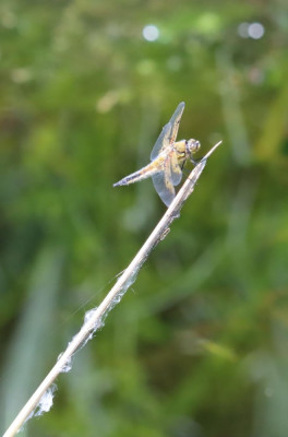 IMG_3523-2 Viervlek (Libellula quadrimaculata).JPG