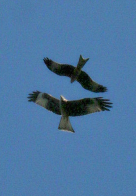 IMG_7728c.jpg