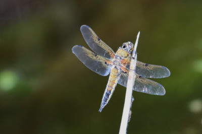 IMG_3529-2 Viervlek (Libellula quadrimaculata).JPG