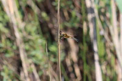 IMG_3541-2 Viervlek (Libellula quadrimaculata).JPG