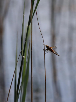 IMG_3599-2 Viervlek (Libellula quadrimaculata).JPG