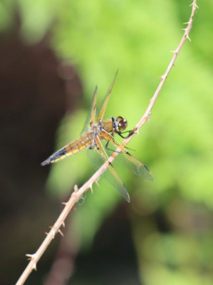 IMG_3843-2 Viervlek (Libellula quadrimaculata).JPG