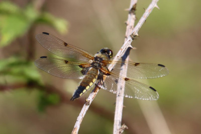 IMG_3924 Viervlek-2 (Libellula quadrimaculata).JPG