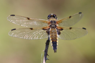 IMG_3927-2 Viervlek (Libellula quadrimaculata).JPG