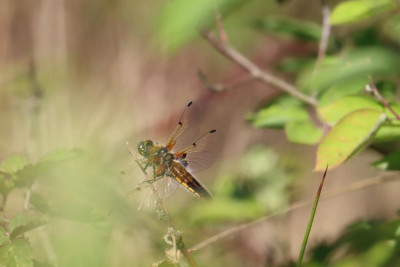 IMG_3932-2 Viervlek (Libellula quadrimaculata).JPG