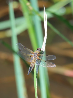 IMG_4178-2 Viervlek (Libellula quadrimaculata).JPG