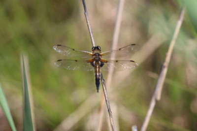 IMG_4435-2 Viervlek (Libellula quadrimaculata).JPG