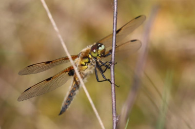 IMG_4505-2 Viervlek (Libellula quadrimaculata).JPG