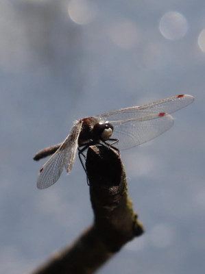 IMG_3621-2 Noordse witsnuitlibel (Leucorrhinia rubicunda).JPG