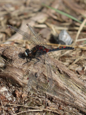 IMG_3726-2 Noordse witsnuitlibel (Leucorrhinia rubicunda).JPG