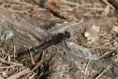 IMG_3731-2 Noordse witsnuitlibel (Leucorrhinia rubicunda).JPG