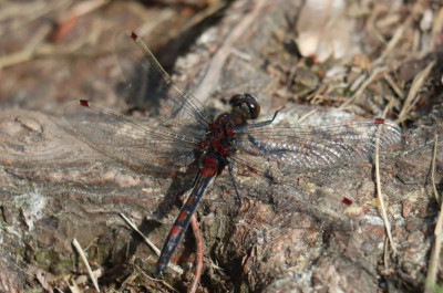 IMG_3735-2 Noordse witsnuitlibel (Leucorrhinia rubicunda).JPG