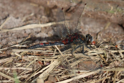 IMG_3739-2 Noordse witsnuitlibel (Leucorrhinia rubicunda).JPG