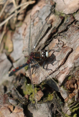 IMG_3746-2 Noordse witsnuitlibel (Leucorrhinia rubicunda).JPG