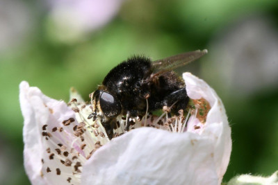 Grote narcisvlieg