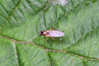 Lonchoptera lutea