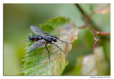 Mintho rufiventris 240526-36 kopie.jpg