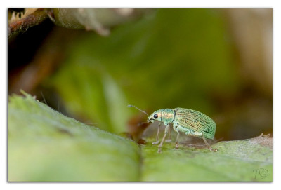 Groene struiksnuitkever 240526-19 kopie.jpg