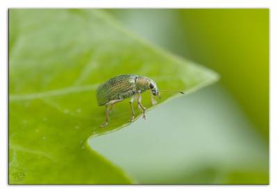 Groene struiksnuitkever 240526-17 kopie.jpg