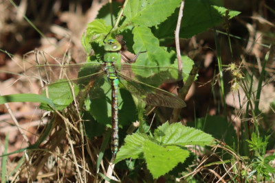 IMG_4101-2 Grote keizerlibel (Anax imperator).JPG