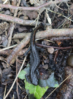 IMG_2972-2 Kamsalamander (Triturus cristatus).JPG