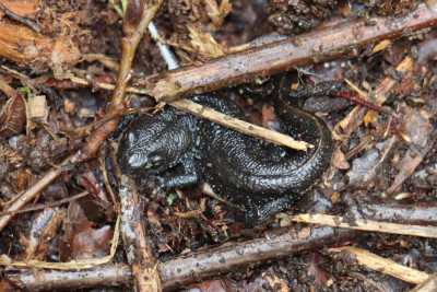 IMG_2978-2 Kamsalamander (Triturus cristatus).JPG