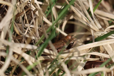 IMG_3691-2 Heikikker (Rana arvalis).JPG