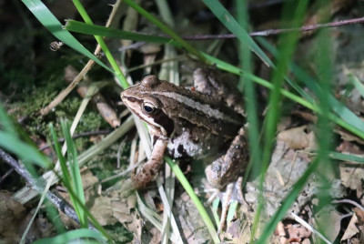 IMG_4008-2 Heikikker (Rana arvalis).JPG