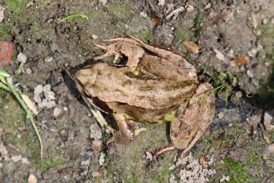 IMG_3008-2 Bruine kikker (Rana temporaria).JPG