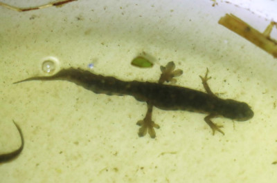 IMG_4342-2 Kleine watersalamander (Lissotriton vulgaris).JPG