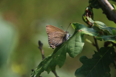 Grubbenvorst, 26-06-21