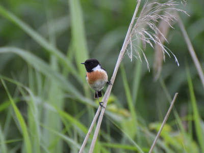 Roodborsttapuit - Saxicola rubicola
