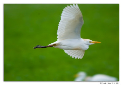 Koereiger 240325-13 kopie.jpg