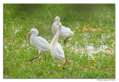 Koereiger 240325-12 kopie.jpg