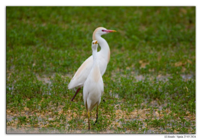 Koereiger 240325-11 kopie.jpg