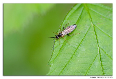 Tenthredopsis litterata 240531-10 kopie.jpg