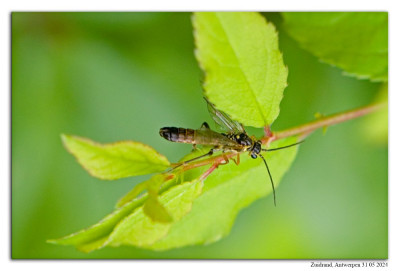 Tenthredopsis litterata 240531-06 kopie.jpg